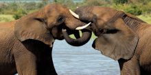 Ngoma Safari Lodge, Chobe National Park, Botswana