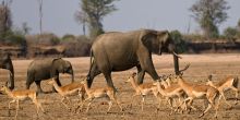 Mwaleshi Camp elephants