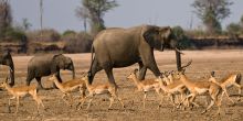 Chikoko Trails Camps, North Luangwa National Park, Zambia