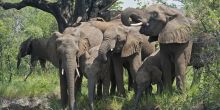 Elephants on the Zambezi