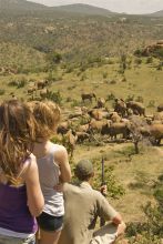 Elephant game walk at Ol Malo, Laikipia, Kenya