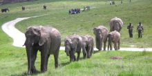 Knysna Elephant Park