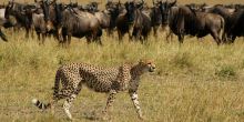 Serengeti Migration Camp, Serengeti National Park, Tanzania