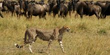 Serengeti Under Canvas, Serengeti National Park, Tanzania