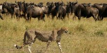 Elephant Pepper Camp, Masai Mara National Reserve, Kenya