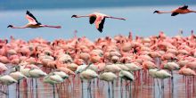 Lake Elmenteita Serena Camp