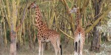 Lake Elmenteita Serena Camp