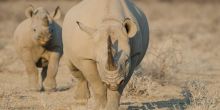 Etosha Mountain Lodge, Etosha National Park, Namibia