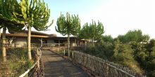 Euphorbia Villas