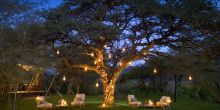 Evening under tree