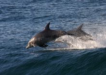 Dolphins leaping through the waves at Plettenberg Hotel, Plettenberg, South Africa