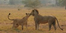 Explore Gorongosa- Explorers Camp, Gorongosa National Park, Mozambique