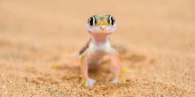 Living Desert Tour, Namibia