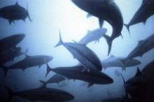 Flame Tree Cottages - Reef Fishing
