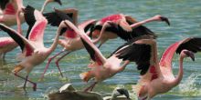 Lake Manyara National Park Safari