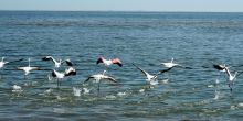 Walvis Bay Marine Extravanganza, Swakopmund, Namibia