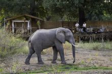 Flatdogs Camp, South Luangwa National Park, Zambia