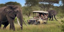 Forest Chem Chem elephants