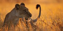 Kirawira Tented Camp, Serengeti National Park, Tanzania