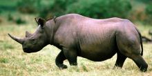 Porini Rhino Camp, Ol Pejeta Reserve, Kenya