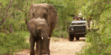 Game drive gives many chances to see incredible wildlife at Shumbalala Game Lodge, Thornybush Game Reserve, South Africa