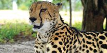 A cheetah resting nearby at Little Garonga, Kruger National Park, South Africa