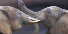 Thula Thula Luxury Tented Camp, Thula Thula Game Reserve, South Africa