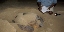 Sea Turtle Egg-Laying Experience