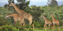 Kariega Main Lodge, Kariega Game Reserve, South Africa