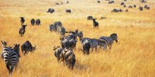 Tarangire National Park Safari