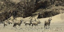 Gemsbok at Hoanib Skelton Coast by Dana Allen