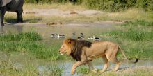 Ghoha Hills Savuti Lodge