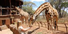 Watch as the giraffes bend their long necks down to feed from your hand at the Giraffe Center, Nairobi, Kenya