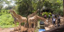 Giraffe Center