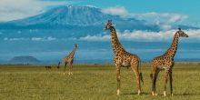 Ol Donyo Lodge, Chyulu Hills, Kenya