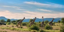 Marataba Safari Lodge, Marataba Game Reserve, South Africa