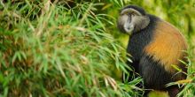 Golden Monkey