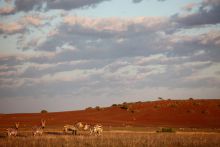 Gorgeous Damaraland