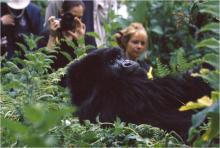 Gorilla Trekking