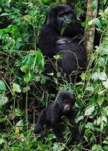 Gorilla family