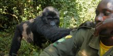 Bwindi Gorilla Habituation