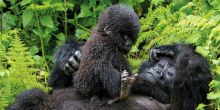 Mountain Gorilla