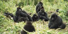 Bwindi Gorilla Habituation