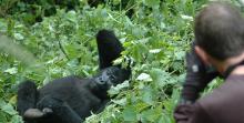 Gorilla lounging