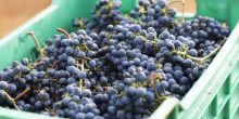 Cape Wineland Tour Scheduled Full Day, Cape Town, South Africa