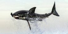 Shark Safari - Scheduled Half Day, Simontown, South Africa