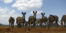 Grevy's Zebra
