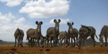 Grevy's Zebra