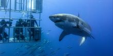 Shark Safari - Private Full Day