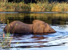 Elephant in the lagoon at Guma Lagoon Camp, Okavango Delta, Botswana